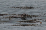 Otter, Boddam, Mainland, Shetland