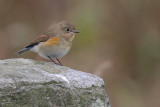 Red-flanked Bluetail, Isbister-North Roe, Mainland, Shetland
