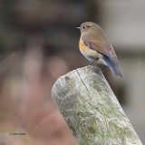 Red-flanked Bluetail, Isbister-North Roe, Mainland, Shetland