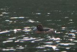 Ferruginous Duck, Glenmorn Dam CP, Forth
