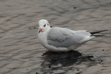 Black-headed Gull, Cardwell Bay-Gourock, Clyde