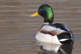 Mallard drake, RSPB Barons Haugh, Clyde