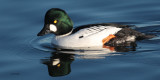 Goldeneye, Hogganfield Loch, Glasgow