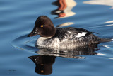 Goldeneye, Hogganfield Loch, Glasgow