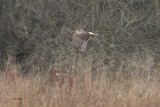 Hen Harrier, Loch Lomond NNR, Clyde