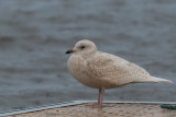 Iceland Gull (1st winter), Strathclyde Loch, Clyde