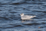 Little Gull, Cardwell Bay-Gourock, Clyde