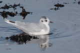 Little Gull, Cardwell Bay-Gourock, Clyde