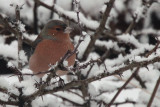 Chaffinch, Cornalees, Clyde