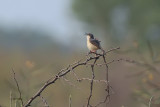 Ashy Prinia, Uda Walawe NP, Sri Lanka