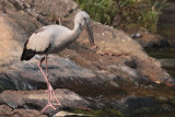 Asian Openbill, near Blue Magpie Lodge, Sri Lanka