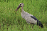 Asian Openbill, Uda Walawe NP, Sri Lanka