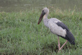 Asian Openbill, Bundala NP, Sri Lanka