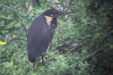 Black Bittern, Tissamaharama, Sri Lanka