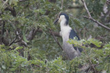 Black-crowned Night Heron, Tissamaharama, Sri Lanka