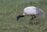 Black-headed Ibis, Bundala NP, Sri Lanka