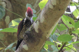 Black-rumped Flameback, Kithulgala, Sri Lanka