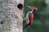 Black-rumped Flameback, Kithulgala, Sri Lanka