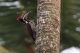 Black-rumped Flameback, Kithulgala, Sri Lanka