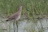 Black-tailed Godwit, Bundala NP, Sri Lanka