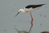 Black-winged Stilt, Uda Walawe NP, Sri Lanka