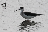 Black-winged Stilt, Bundala NP, Sri Lanka