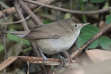 Blyths Reed Warbler, Victoria Park - Nuwara Eliya, Sri Lanka