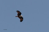 Brahimny Kite, Yala NP, Sri Lanka