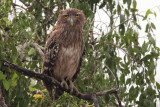 Brown Fish Owl, Uda Walawe NP, Sri Lanka