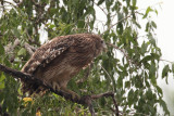 Brown Fish Owl, Uda Walawe NP, Sri Lanka