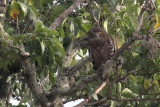 Brown Fish Owl, Uda Walawe NP, Sri Lanka