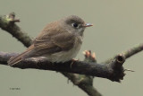 Brown-breasted Flycatcher, Horton Plains NP, Sri Lanka