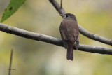 Brown-breasted Flycatcher, Kithulgala, Sri Lanka