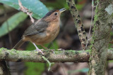 Brown-capped Babbler (E), Sinharaja, Sri Lanka