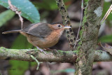 Brown-capped Babbler (E), Sinharaja, Sri Lanka