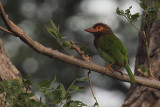 Brown-headed Barbet, Tissamaharama, Sri Lanka