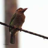Brown-headed Barbet, Kithulgala, Sri Lanka