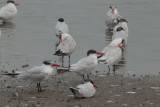 Caspian Tern, Bundala NP, Sri Lanka