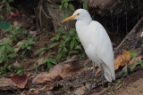 Cattle Egret, Blue Magpie Hotel-Sinharaja, Sri Lanka