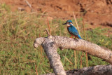 Common Kingfisher, Yala NP, Sri Lanka