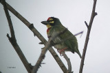 Coppersmith Barbet, Uda Walawe NP, Sri Lanka