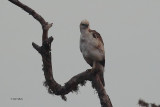 Crested Hawk Eagle, Yala NP, Sri Lanka