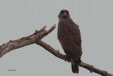 Crested Serpent Eagle, Uda Walawe NP, Sri Lanka