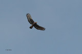 Crested Serpent Eagle, Kithulgala, Sri Lanka