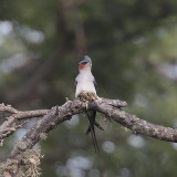 Crested Treeswift, Tissamaharama, Sri Lanka
