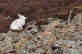 Mountain Hare, Meall Odhar-Glenshee, Perthshire