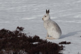 Mountain Hare, Meall Odhar-Glenshee, Perthshire