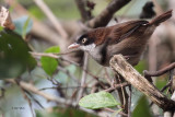 Dark-fronted Babbler, Kithulgala, Sri Lanka