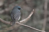 Dull-blue Flycatcher (E), Horton Plains, Sri Lanka