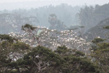 Egret and Pelican roost, Tissamaharama, Sri Lanka
